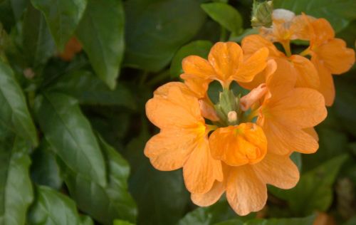 flower orange plant