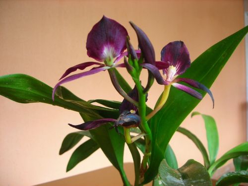 flower orchid violet