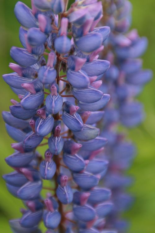 flower lupine lupines