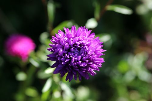 astra flower purple