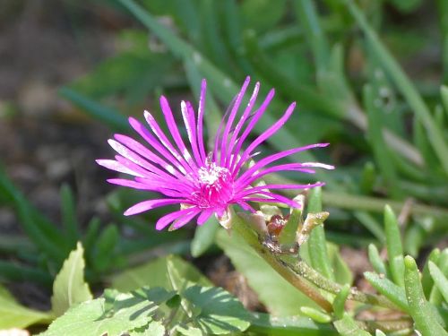 flower meadow mountain flower