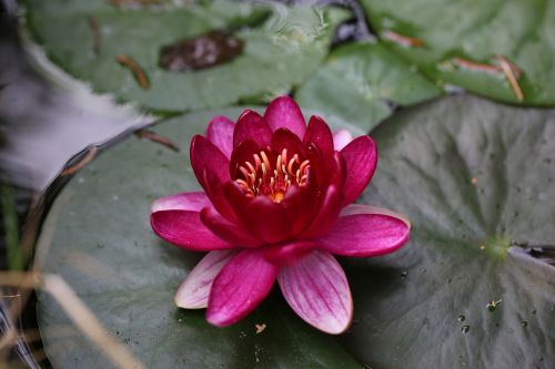 flower water lily nuphar lutea