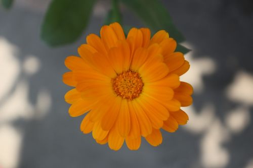 flower orange blossom