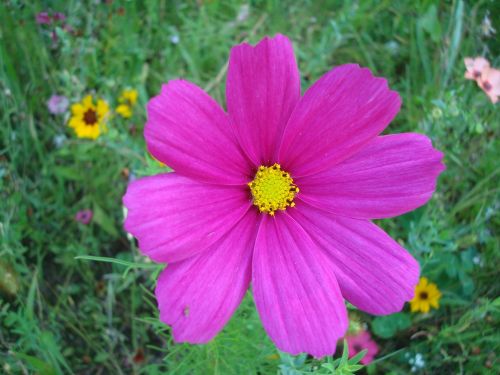 flower pointed flower pink