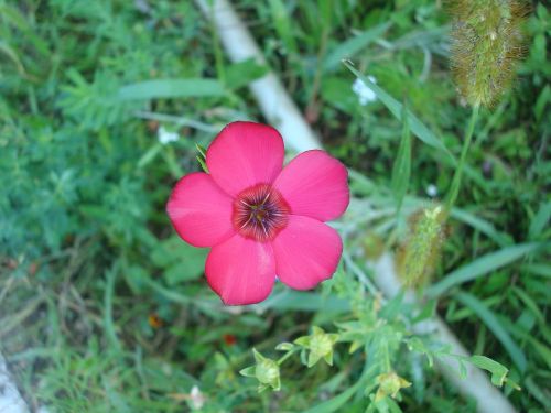 flower pointed flower wild flower