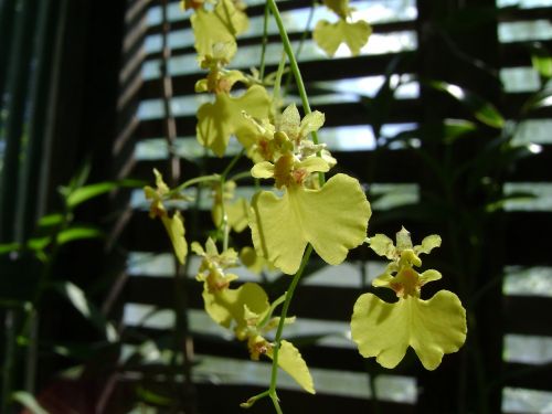 flower orquideas epidendrum