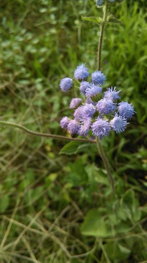 flower purple weeds
