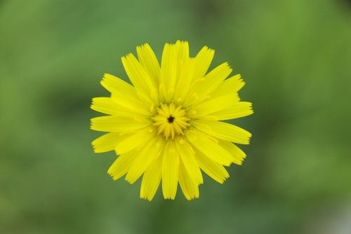 flower yellow madagascar