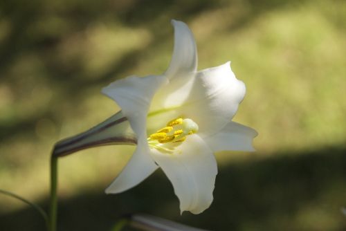 flower white madagascar