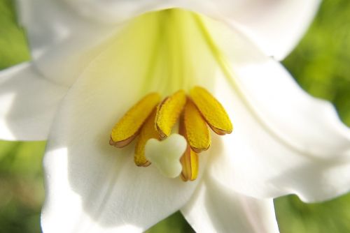 flower white madagascar