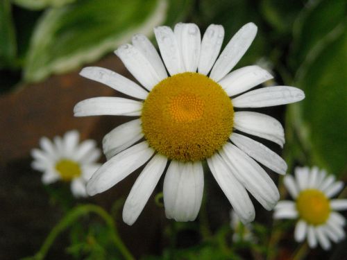 flower daisy nature