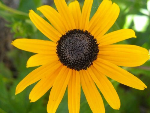 flower black-eyed susan yellow