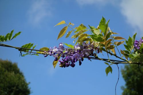 flower purple glycine