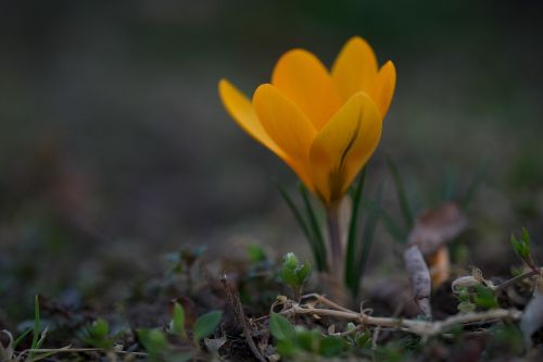 flower garden yellow