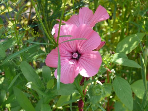 hibiscus flower lavatera