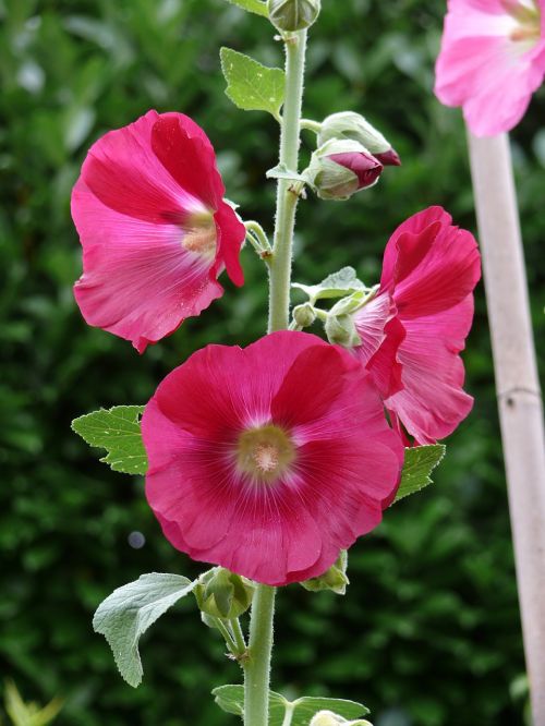 flower hollyhock rose