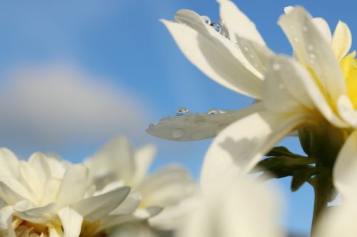 flower drops droplets