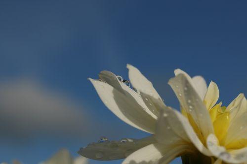 flower drop droplets