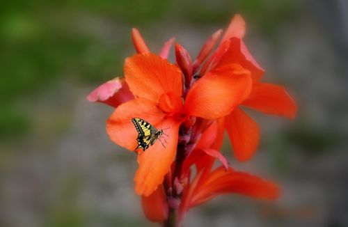 flower flowers plant