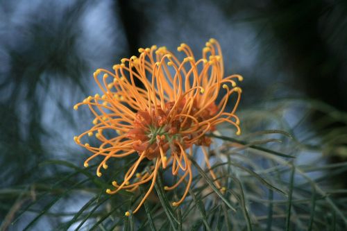 flower australian flora