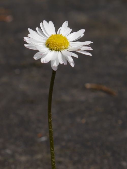 flower priroda margareta