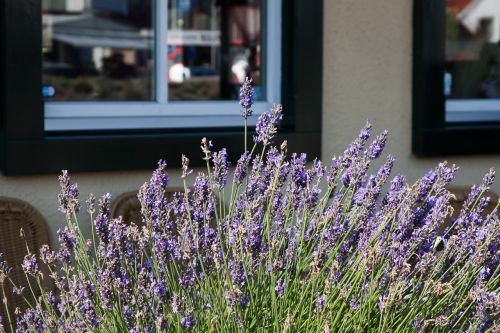 flower lavender herbs