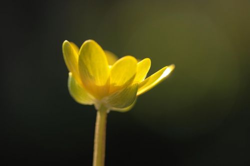 flower nature yellow