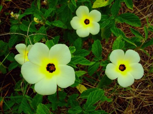 flower green leaves