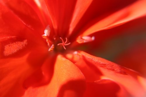 flower red geranium