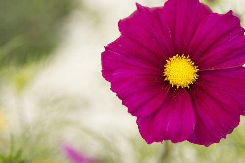 cosmos plant flower pink