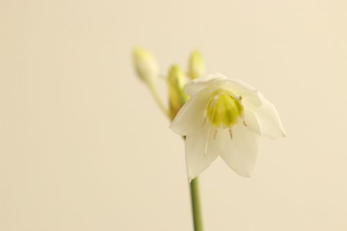 flower white white flowers