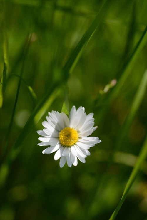 flower sun white