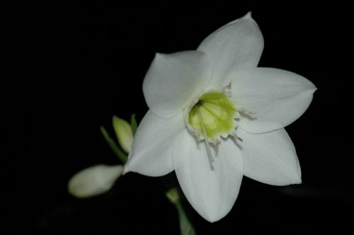 amazon lily eucharis eucharis candida