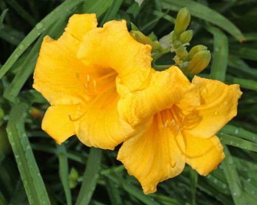stella de oro lily flower