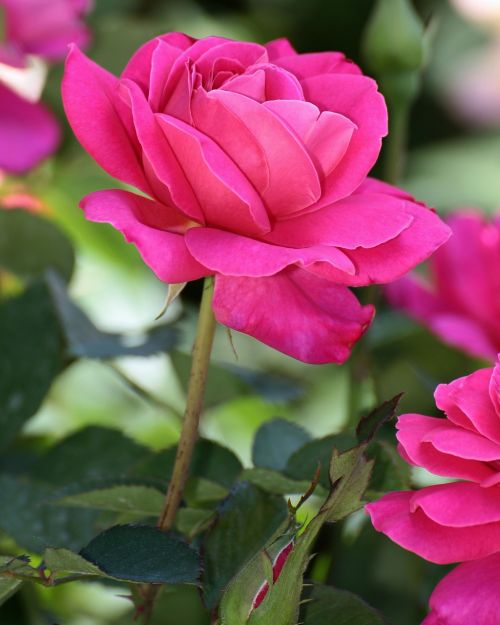 rose flower get well