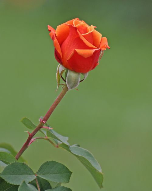 rose flower get well