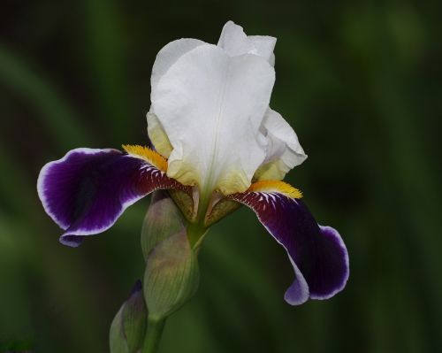 iris flower get well