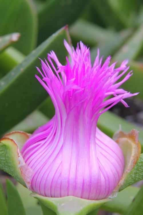 crete flower pink