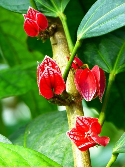 blossom bloom plant