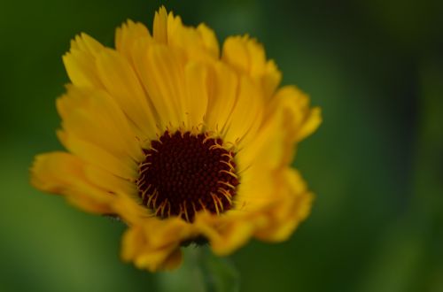 yellow flower nature macro