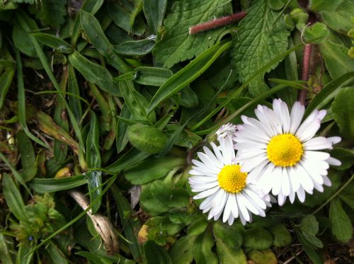 flower daisy nature