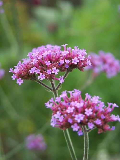 high verbena flower blossom