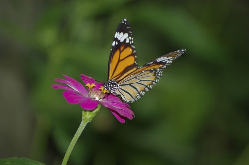 flower butterfly garden