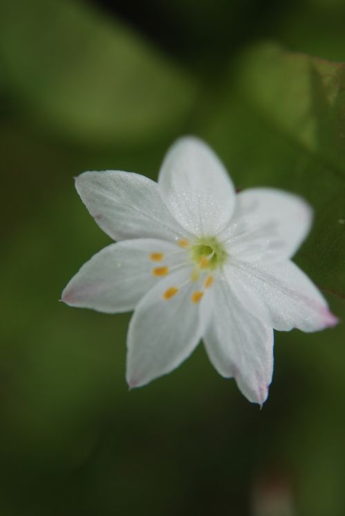 flower white nature