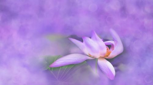 flower lotus water lily