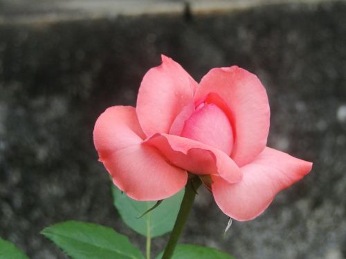 flower rosa nature