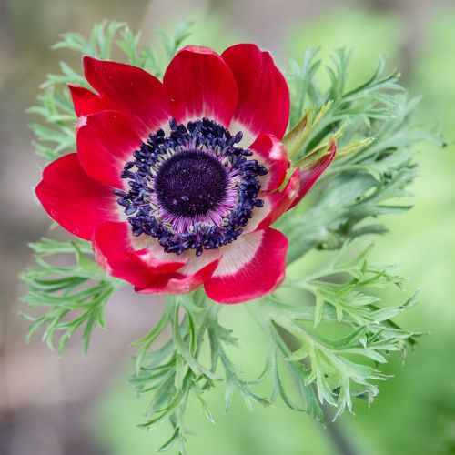 anemone flower flower red