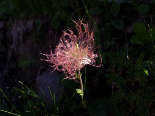 flower mountain nature