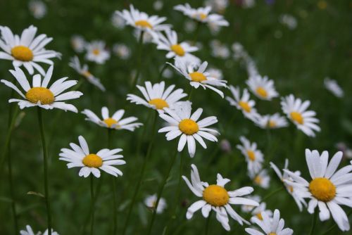 flower field meadow flower