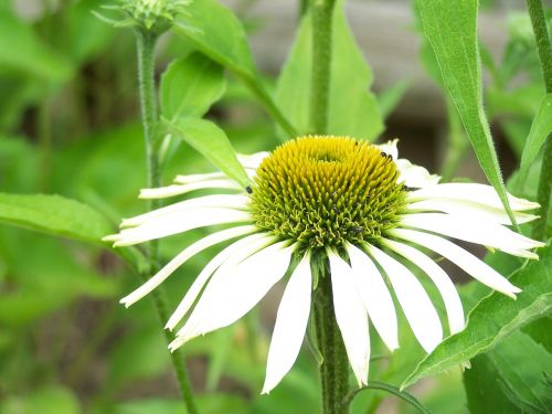 flower white close